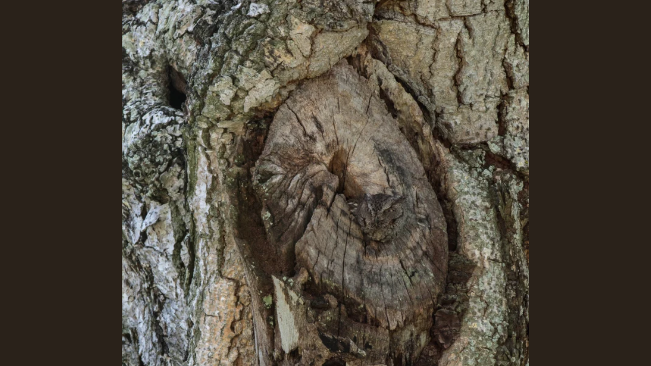 Spot the owl