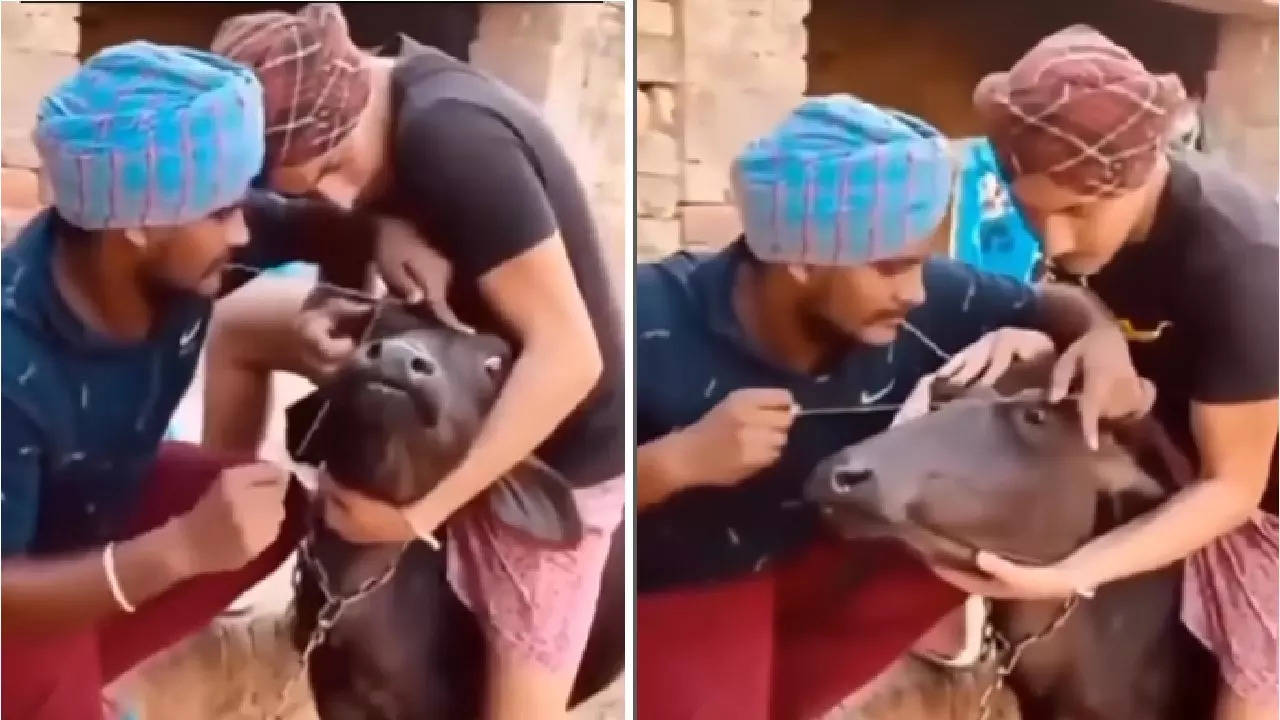 Two Boys making eyebrows of Buffalow,