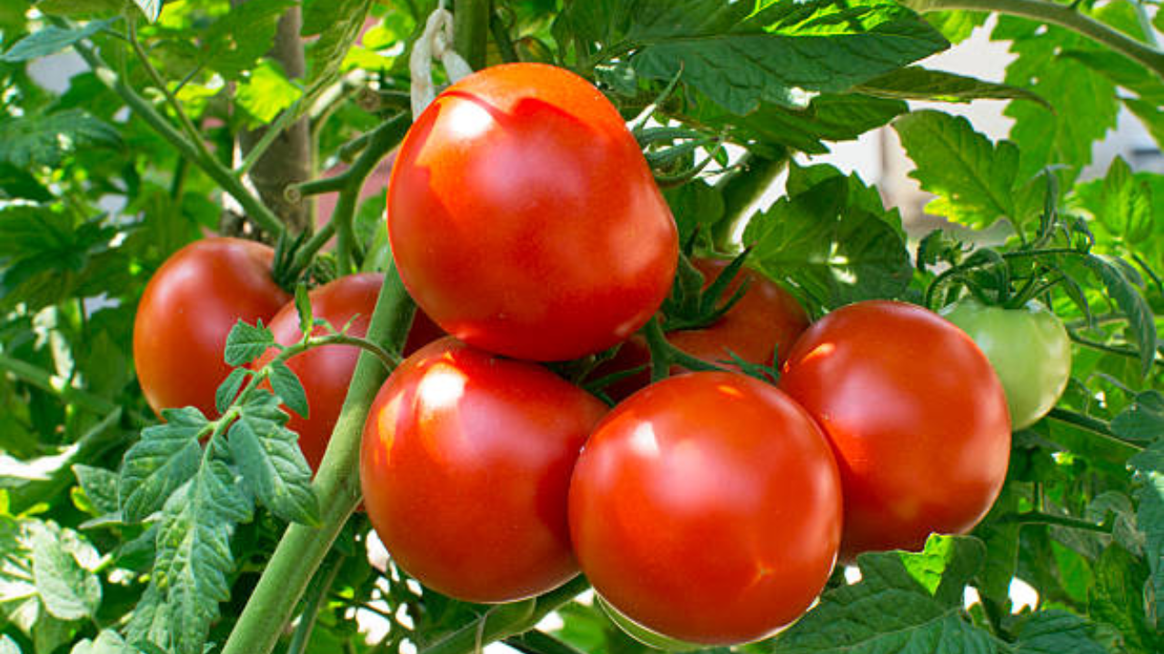 5 Ways To Use Tomatoes For Glowing And Radiant Skin In Summer