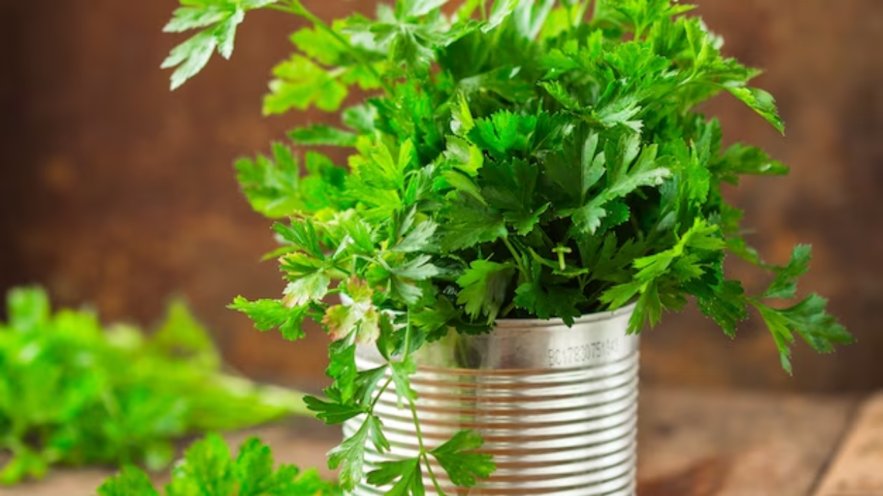 easy-tips-to-store-coriander-leaves-in-fridge-for-long-time-video