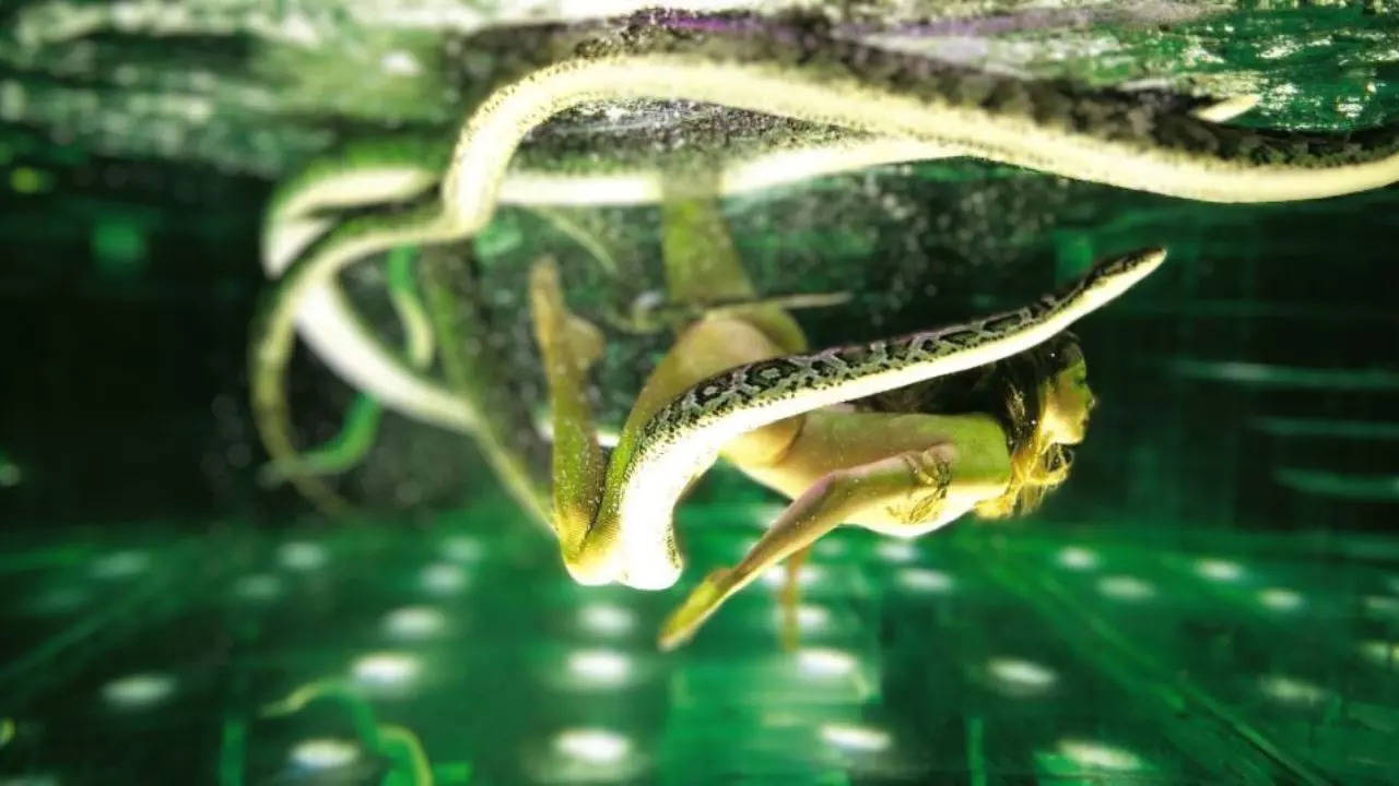 A half-naked dancer swims with snakes in a tank for a live act at Paris' Moulin Rouge  | Netherlands Post