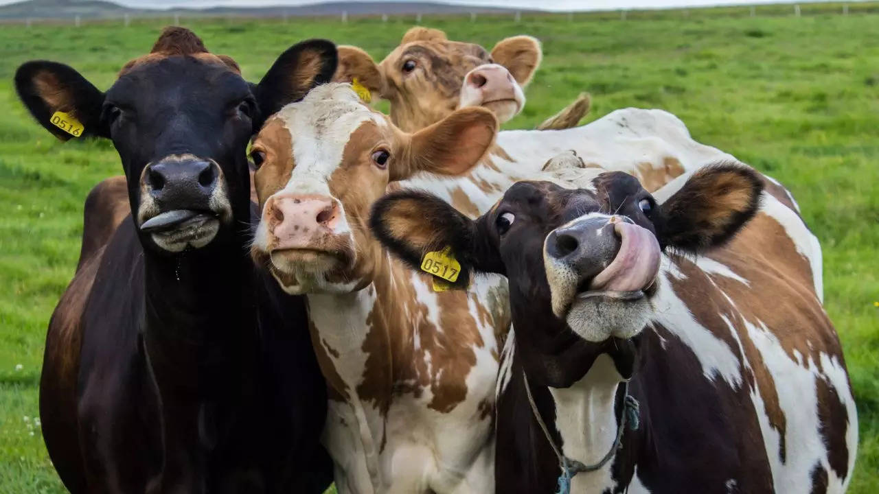 Police in North Carolina town of Boone credited cows with helping find a suspect | Shutterstock