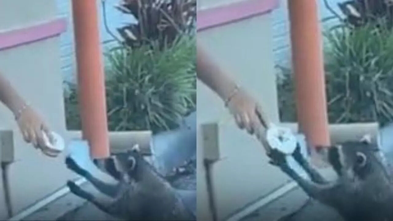 Viral Video | Hungry Raccoon Orders Donut At Drive-Thru, Waits For ...