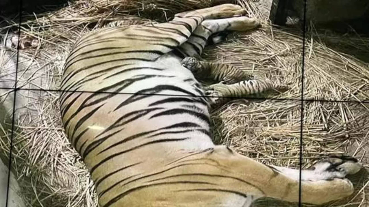 Royal Bengal Tiger cubs at Delhi Zoo. | Photo: Press Information Bureau