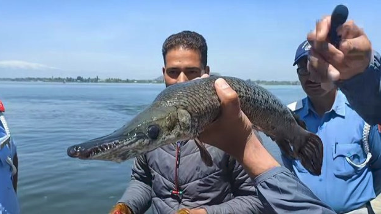 Alligator Gar fish in Dal Lake, Kashmir