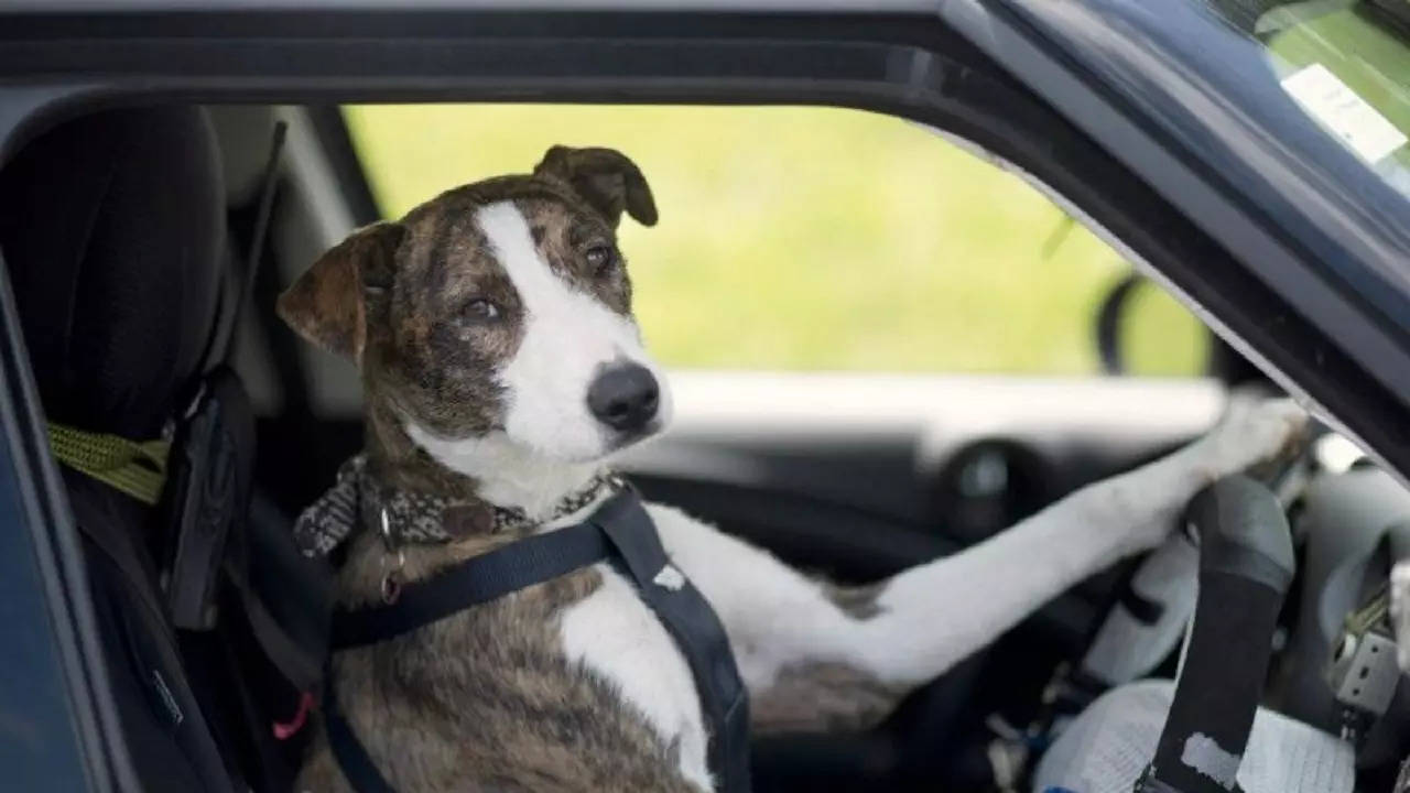 Drunk Man Swaps Seats With Pet Pooch To Avoid Cops (Rep Photo/SPCA Auckland Facebook)