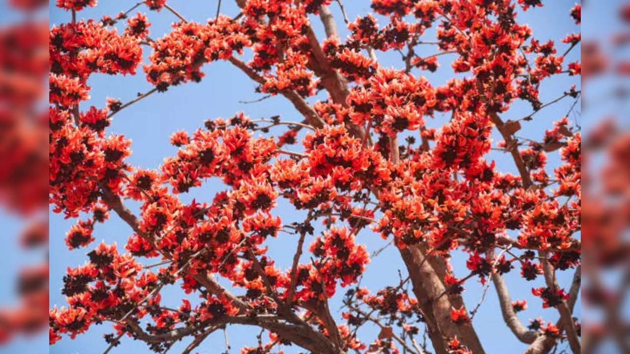 Palash Tree will attract Maa Lakshmi and wealth into your life