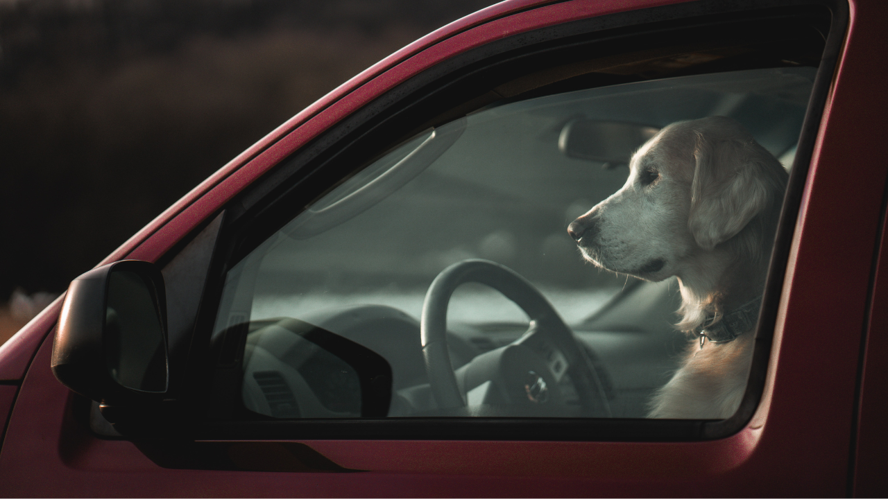 Drunk Man Puts Dog On Driver's Seat, Says 'Pet Was Driving Car' To Avoid Speeding Fine - Vimarsana News
