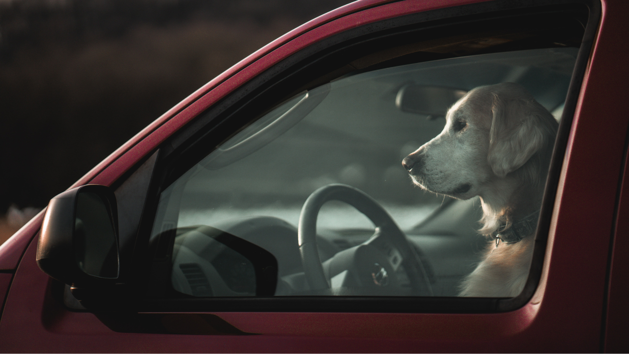 Dog driving car