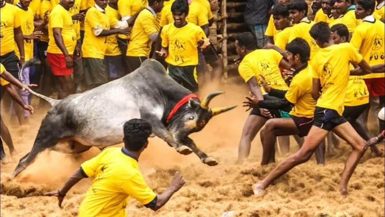 Supreme Court To Pronounce Verdict On Jallikattu