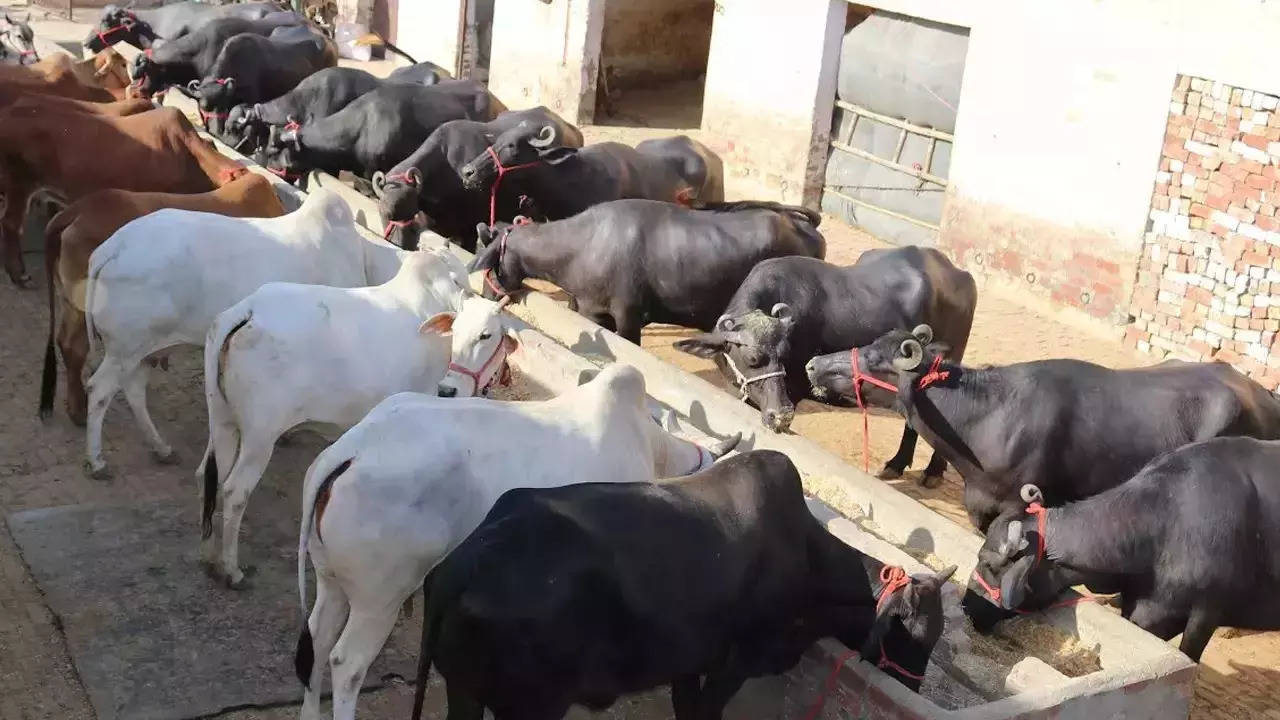 Animals get Sunday off in Jharkhand state village.