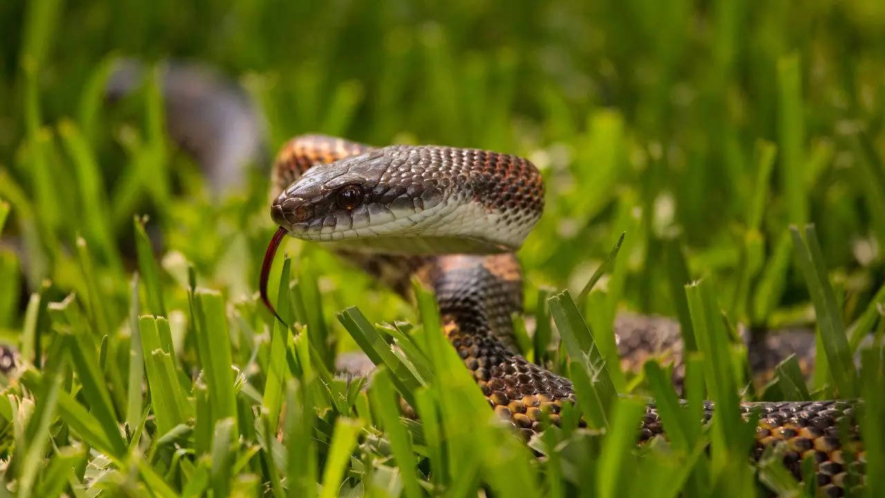 A Texas power company said a snake interference caused 16,000 of its customers to lose electricity | Justin Jensen, CC BY 2.0, via Wikimedia Commons