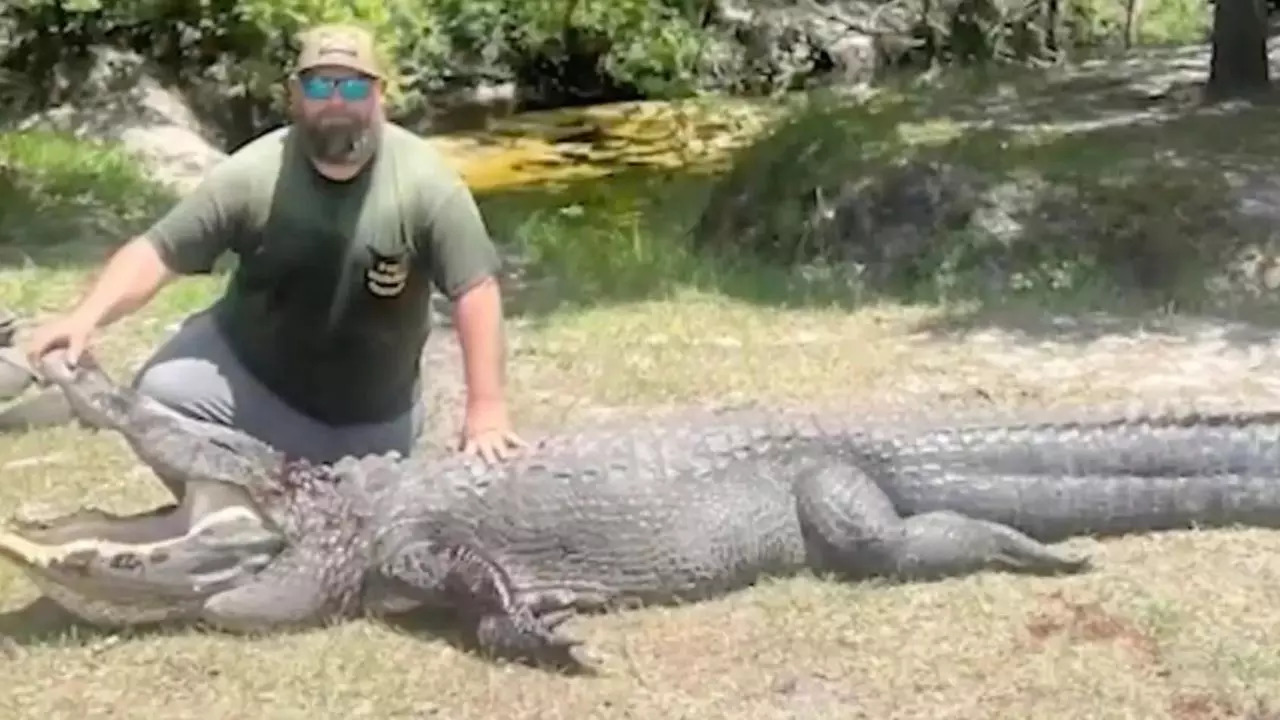 The 12'6' alligator, which attacked a Florida couple's pet dog, was removed by an FWC trapper | Fox 35