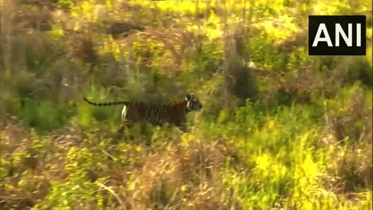 Uttarakhand Chief Minster Pushkar Singh Dhami and Union Forest Minister Bhupender Yadav released a tigress in Rajaji National Park's Motichur Range