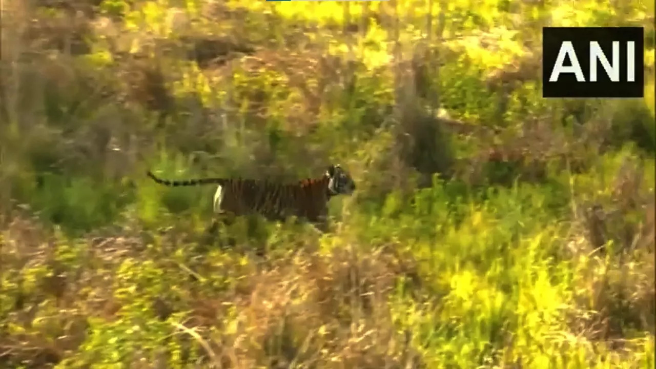 Uttarakhand Chief Minster Pushkar Singh Dhami and Union Forest Minister Bhupender Yadav released a tigress in Rajaji National Park's Motichur Range