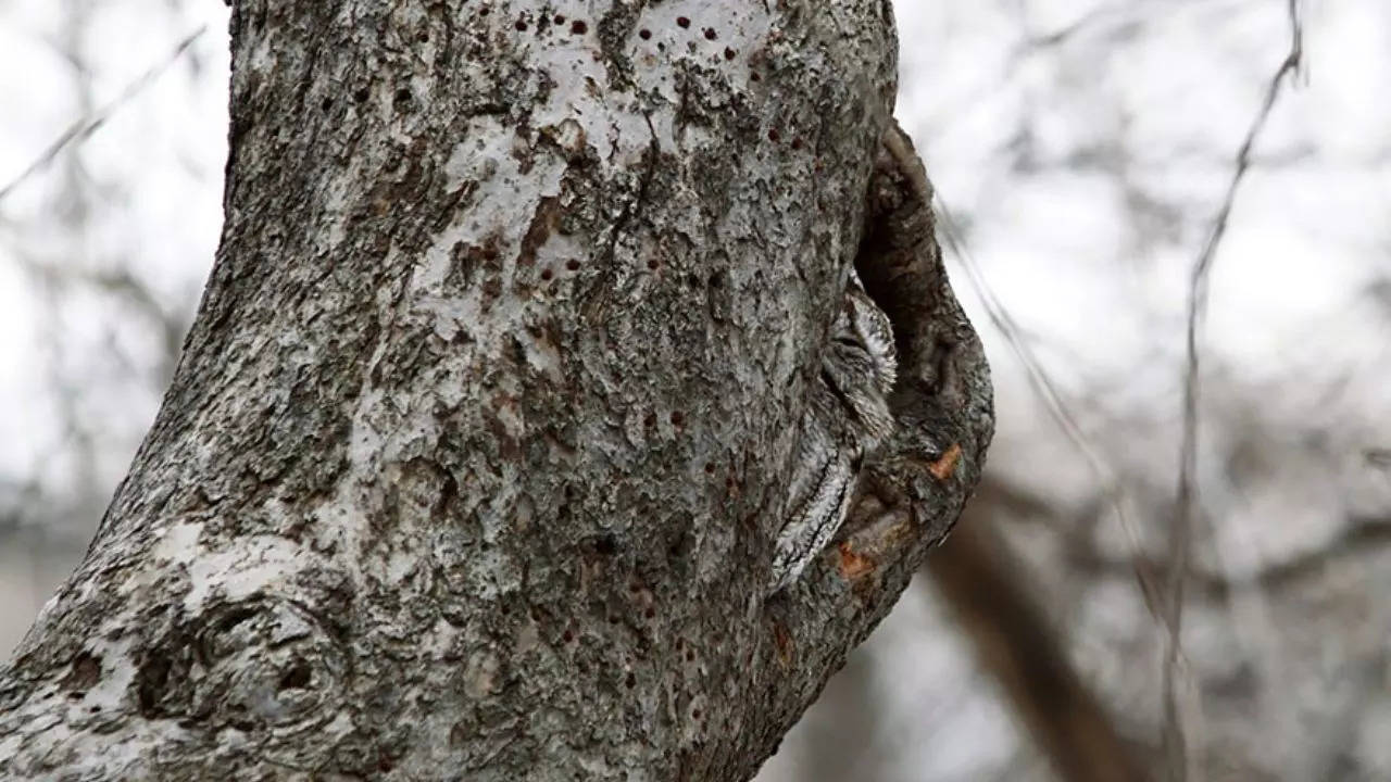 This optical illusion is a test for eagle-eyed puzzlers