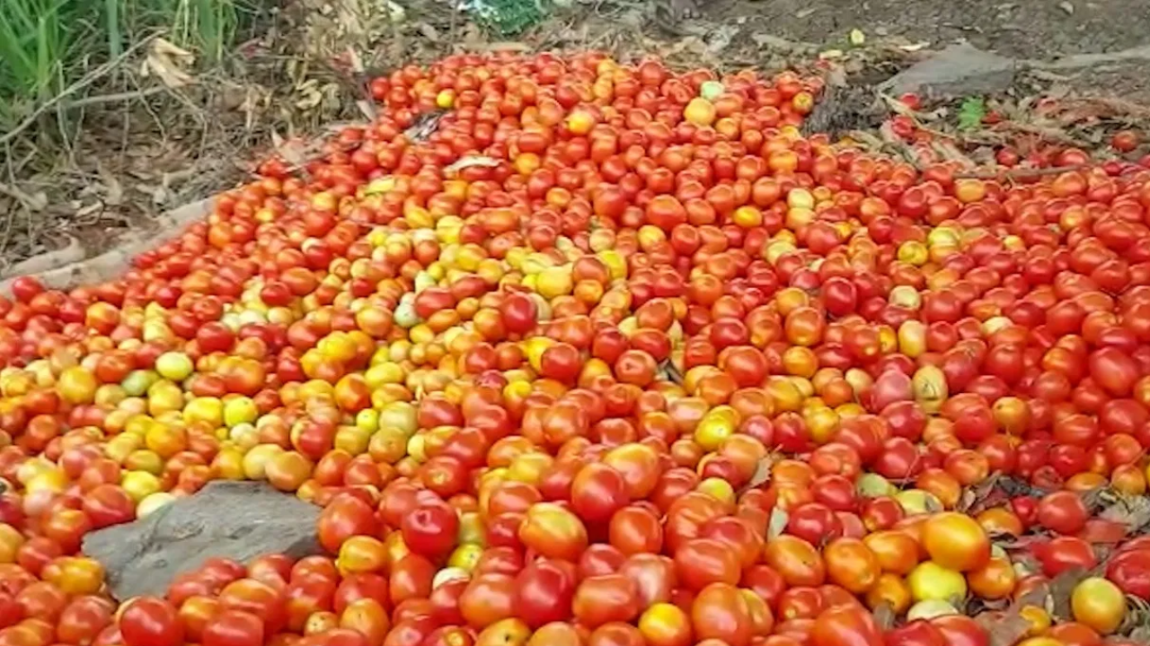 farmers in maharashtras nashik destroy their tomato crop after getting just rs 1 per kg