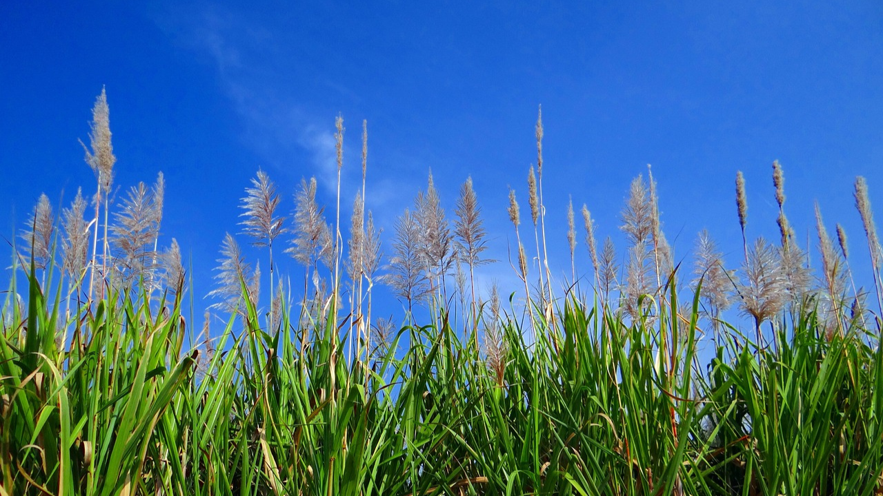 Sugar Production in UP