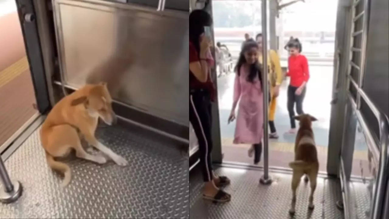 Dog-Mumbai-local-train