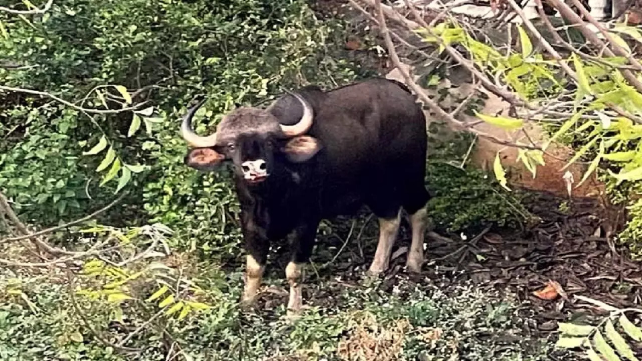 Wild Gaur