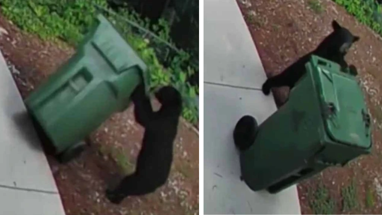 Bear takes out trash