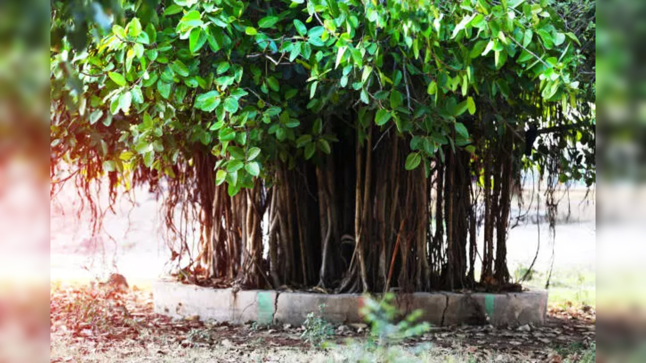 Know the religious importance of the Peepal Tree for Hindus