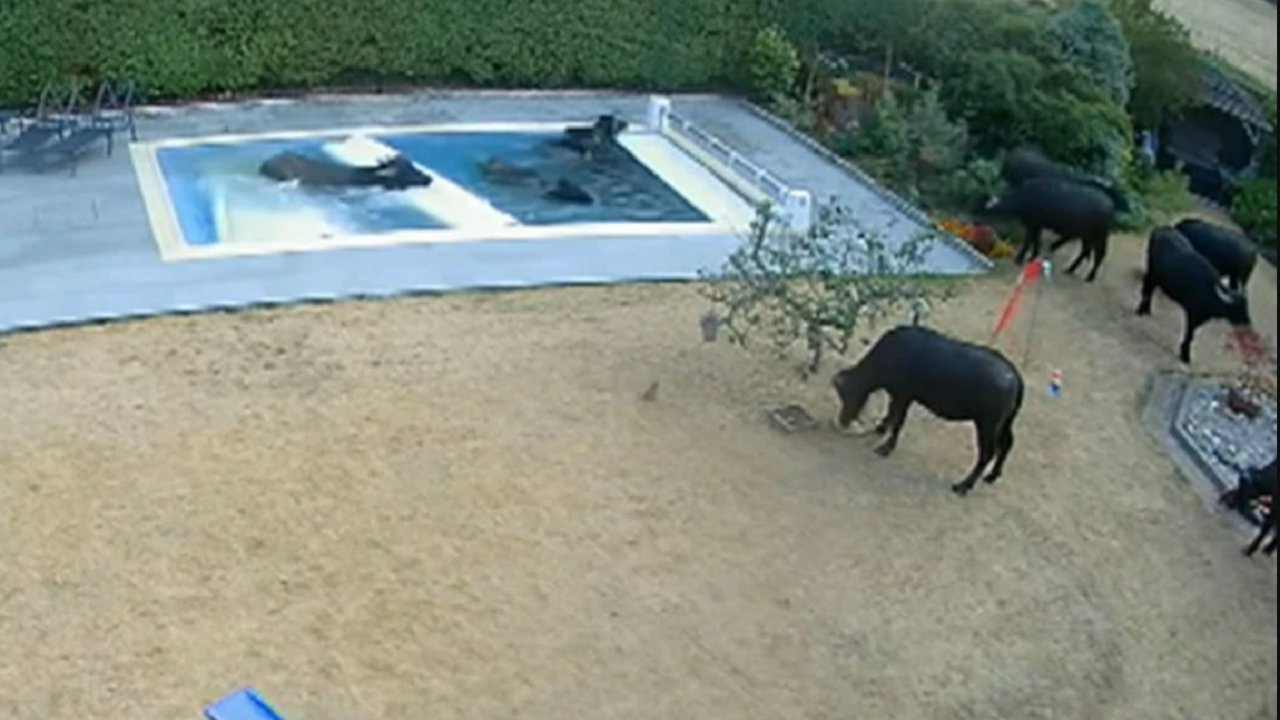 Buffaloes Take A Morning Dip In UK Pool