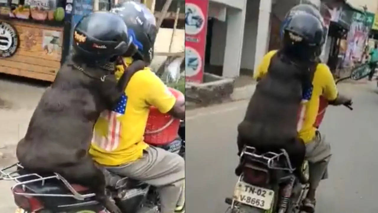 Dog on store bike with helmet