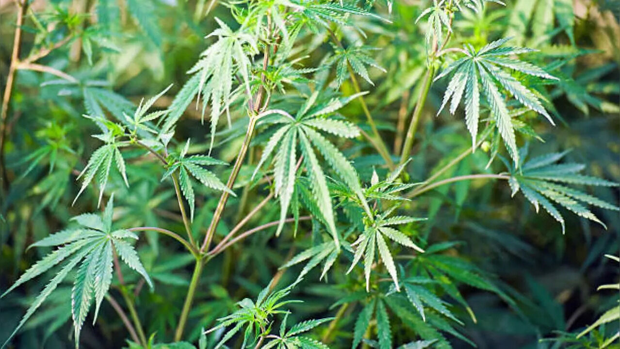 Hyderabad: Man Held For Cultivating Ganja On Terrace In Vanasthalipuram - Vimarsana News