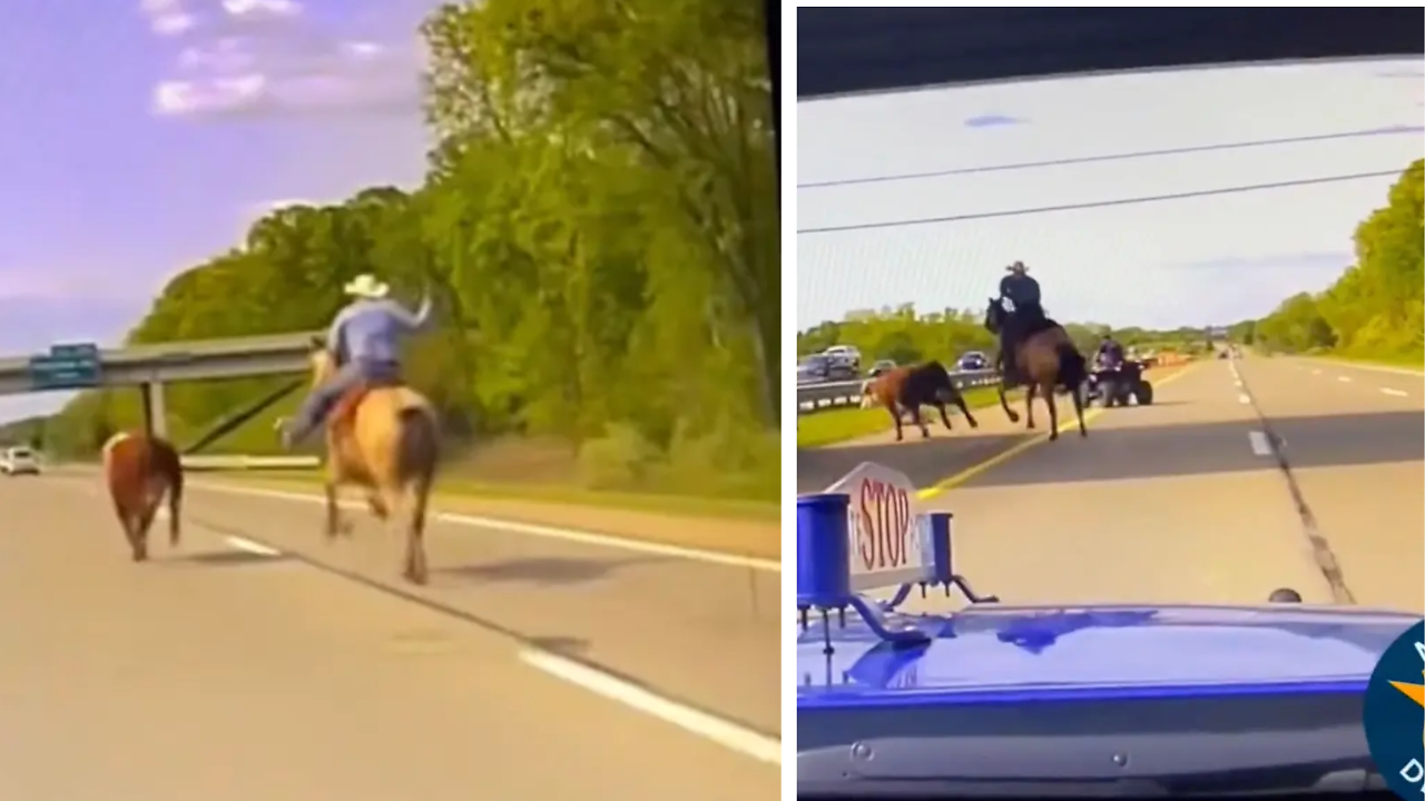 A man was seen galloping fast on a horse in the middle of highway to ...
