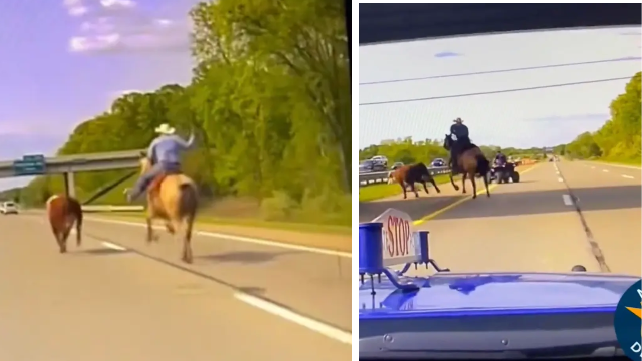 ​Wrangler attempts to lasso runaway cow.