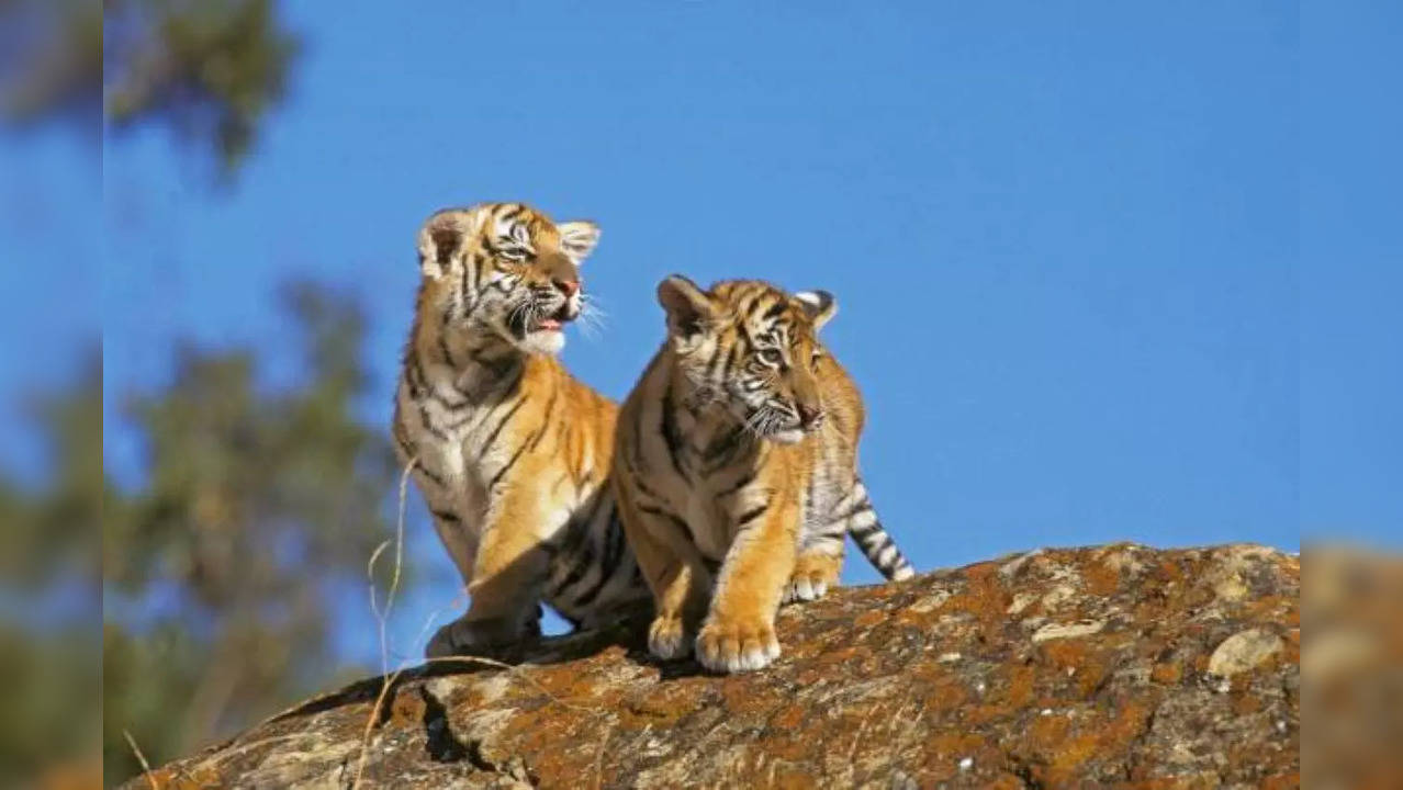 tiger cubs