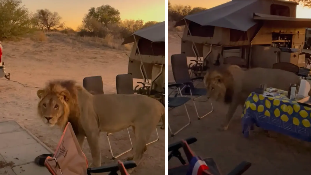 Lion strolls into camp