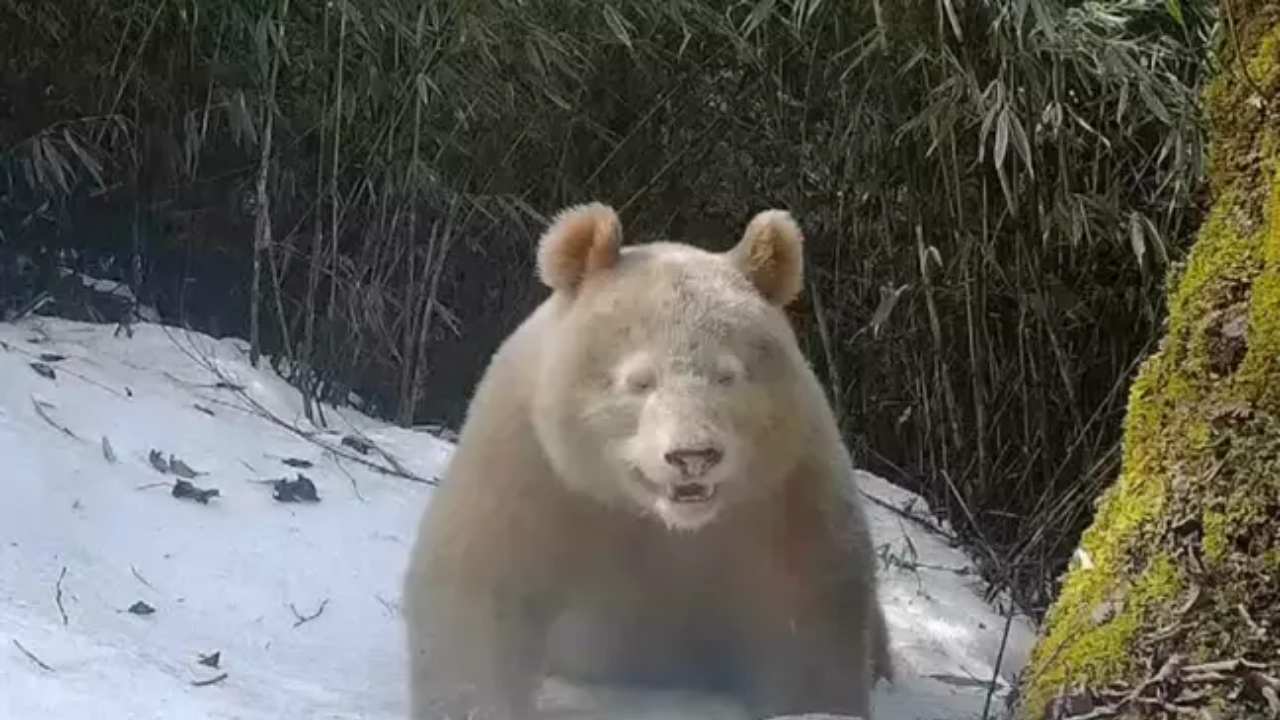 World’s only known Albino Panda caught on camera for second time ever