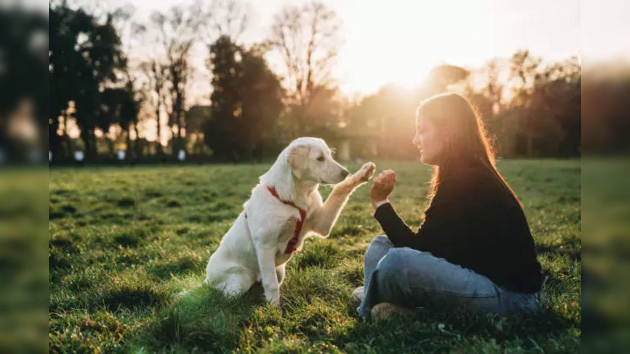 Watch out for these signals from the dogs