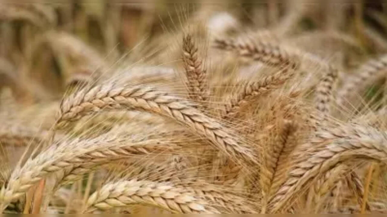 World's largest grain storage plan in cooperative sector greenlighted