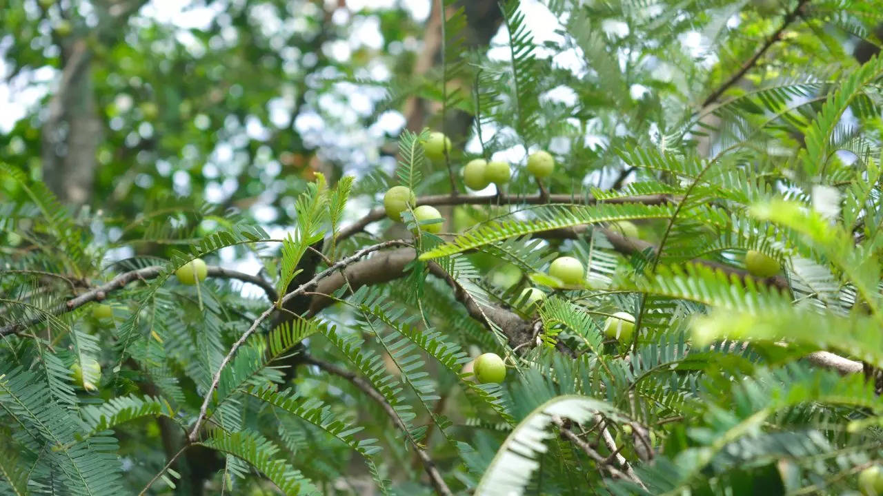 Amla Tree