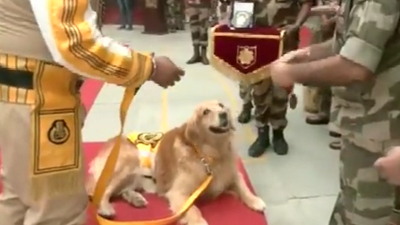 Dogs felicitated