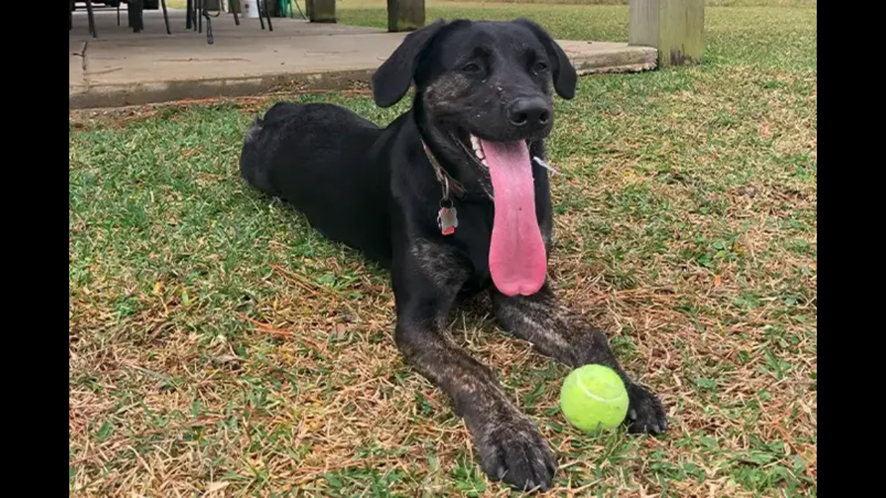 Dog with longest tongue