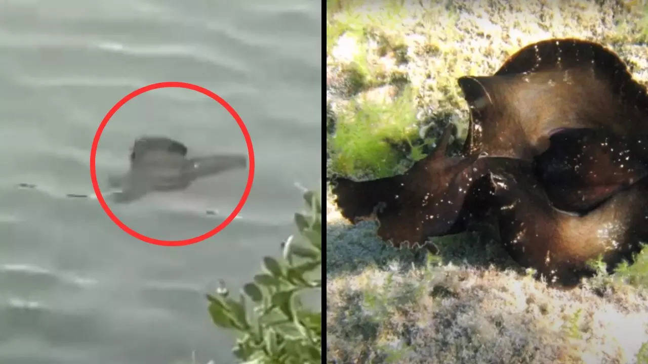 An unusual creature was spotted swimming in South Carolina waters over the weekend | Screenshot from WCNC Charlotte's video