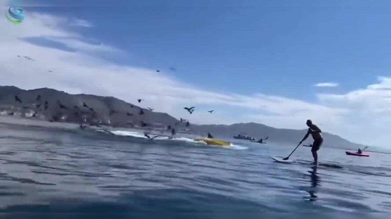 Must Watch Whale Emerges From Water And Nearly Swallows Kayakers; Old