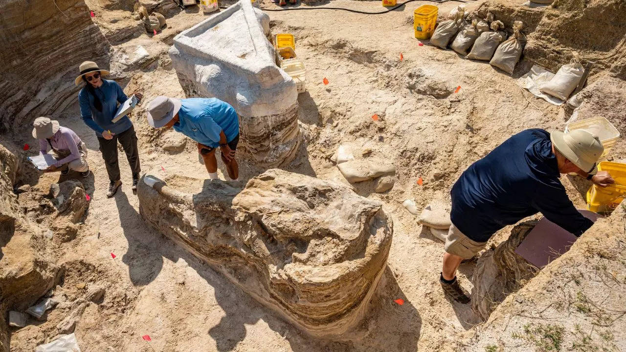 Palaeontologists analyse the skull of a gomphothere, an extinct relative of the modern elephant | Kristen Grace/Florida Museum