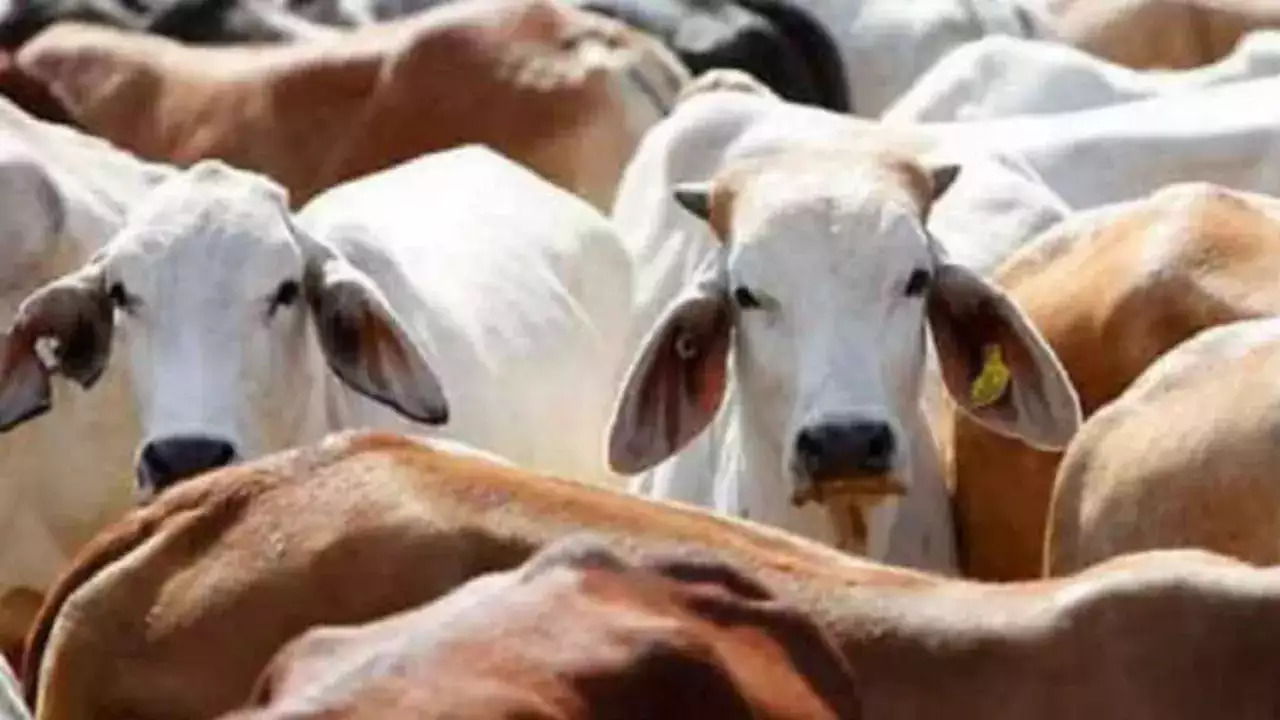 Karnataka minister asks what's wrong in slaughtering cows