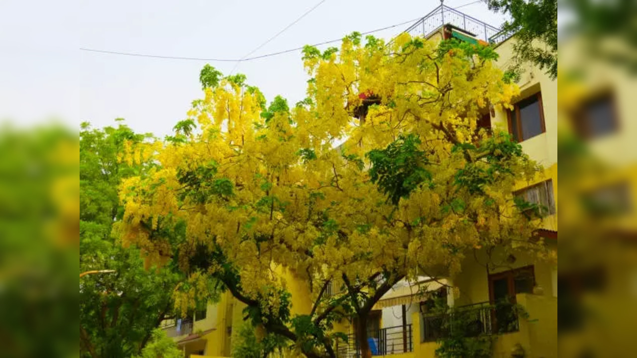 Beautiful yellow flowers bloom on trees of Amaltas in the Month of June- July in Delhi, India