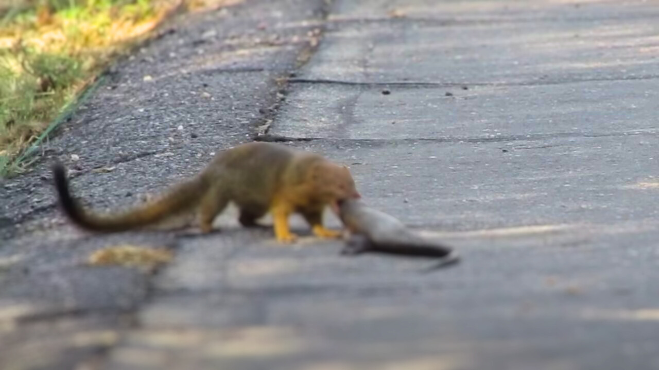 A banded mongoose goes for the eyes during a fight with a giant plated lizard | Screenshot: LatestSightings/Youtube