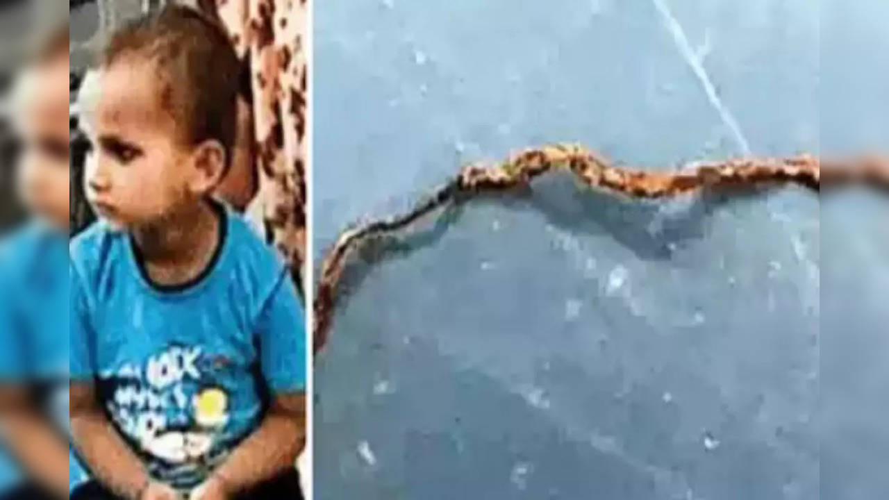 Bizarre! 3-year-old Farrukhabad Boy Chews Snake to Death