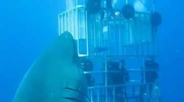 Behold Deep Blue, the Largest Great White Shark Ever Recorded