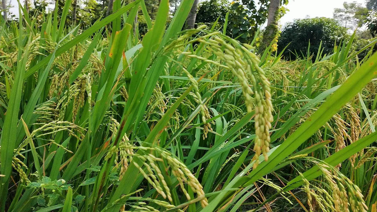 Cabinet likely to increase MSP for Kharif crops on paddy, ragi, maze, tur among others