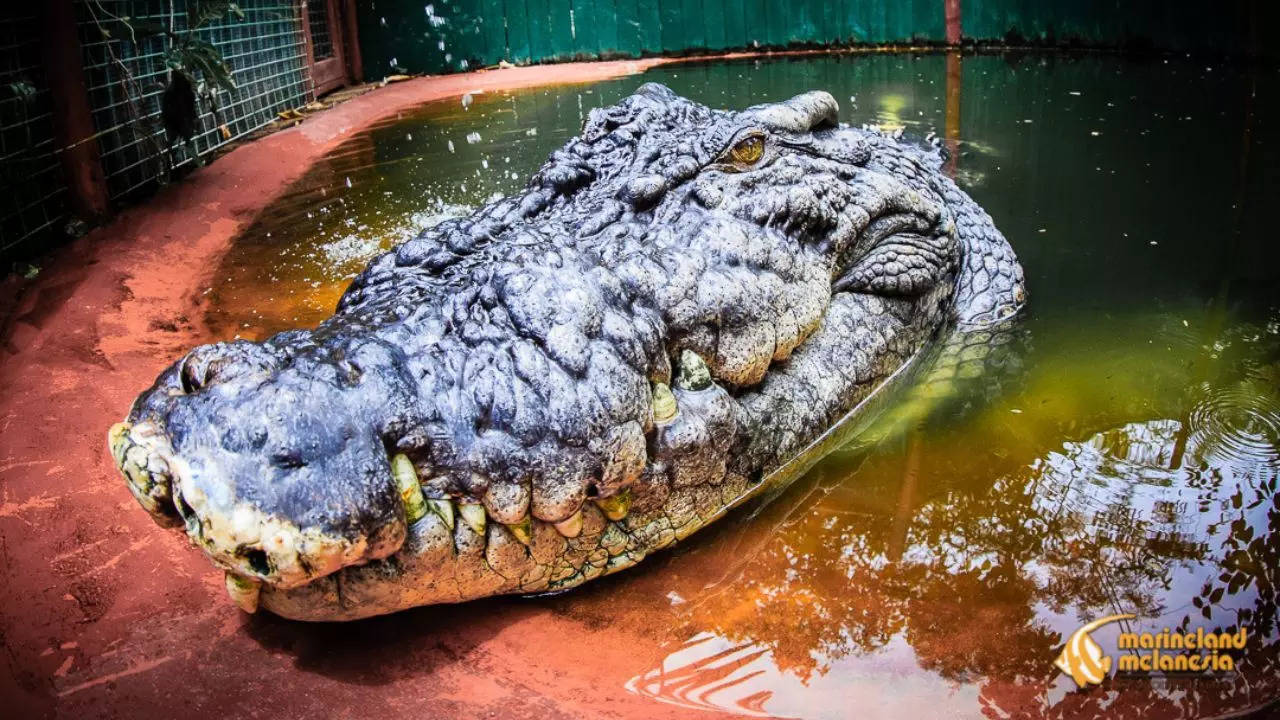 Cassius, The World's Largest Crocodile, Is Now 120 Years Old | Viral ...