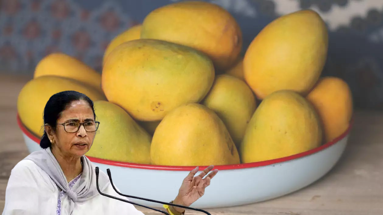 mamata mango